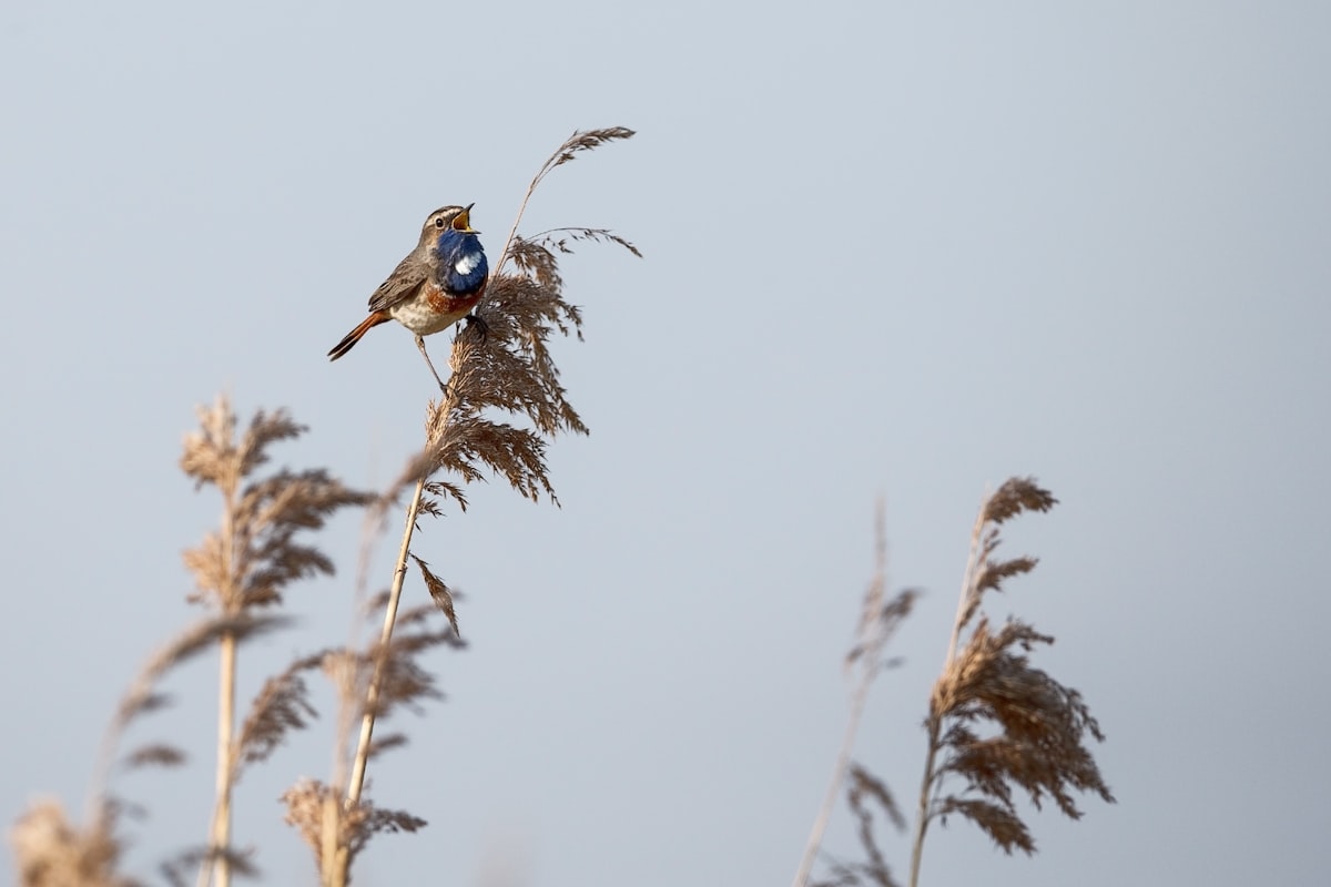 blue and black bird on brown tree branch during daytime